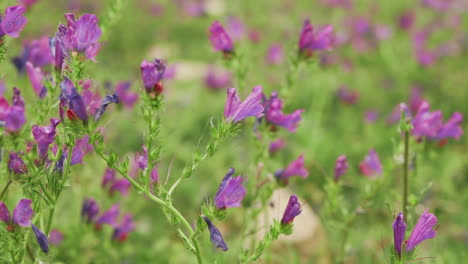 bee collects from patersons curse flowers that wave with the spring wind