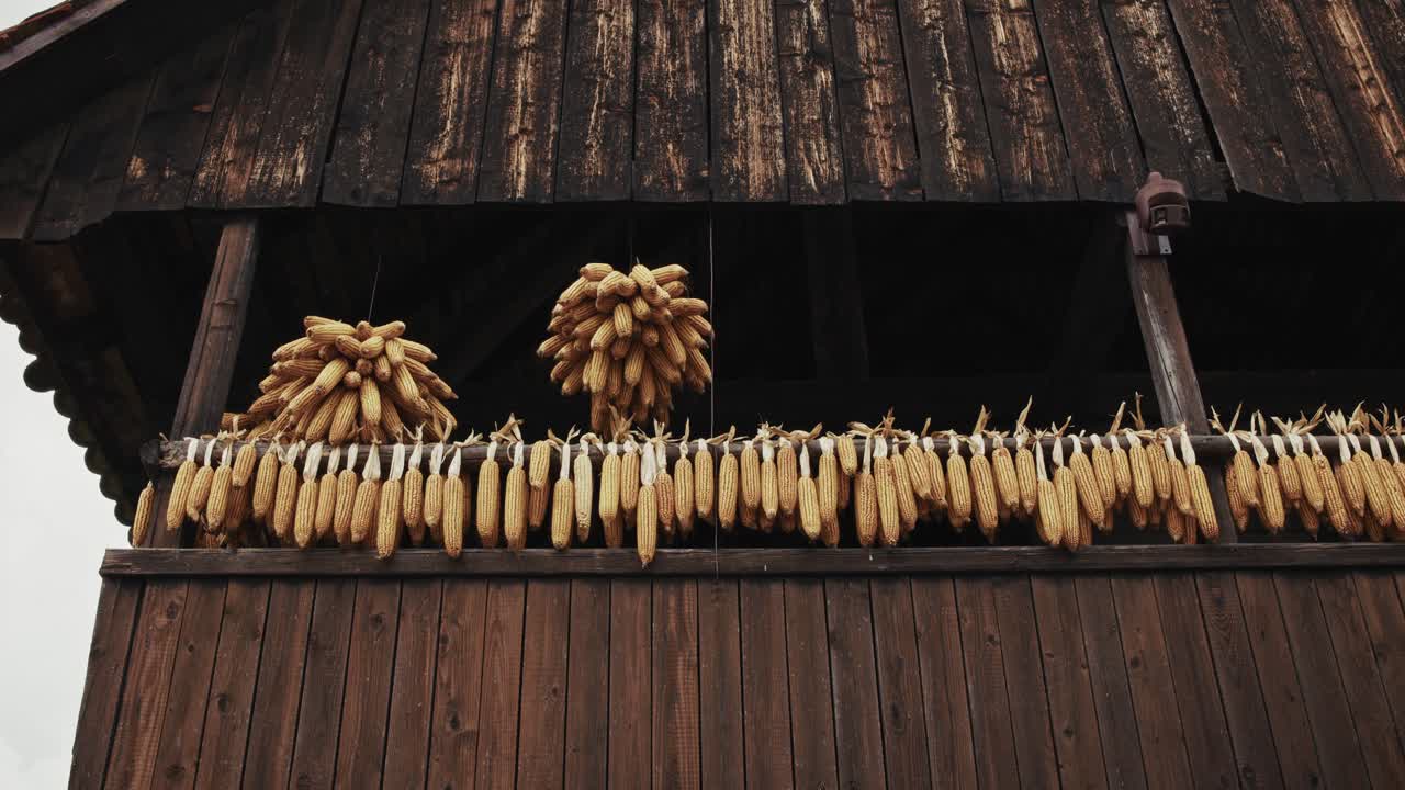 Dried corn cobs hung for preservation on rustic wooden building in Kumrovec, Croatia