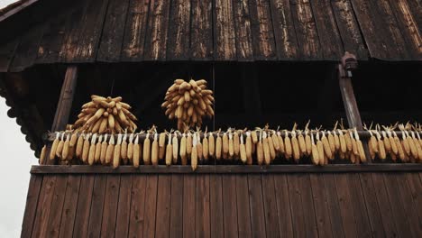 dried corn cobs hung for preservation on rustic wooden building in kumrovec, croatia