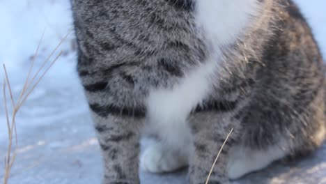 Adult-tabby-cat-chewing-on-grass-in-the-snow-during-winter