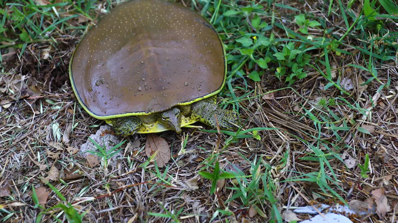 바닥 에 있는 가시성 소프트  ⁇  거북이 의 클로즈업 동영상