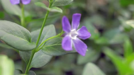 flor morada en otoño