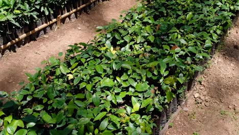 Close-up-of-young-coffee-plants-with-bright-green-healthy-leaves-growing-in-black-bags