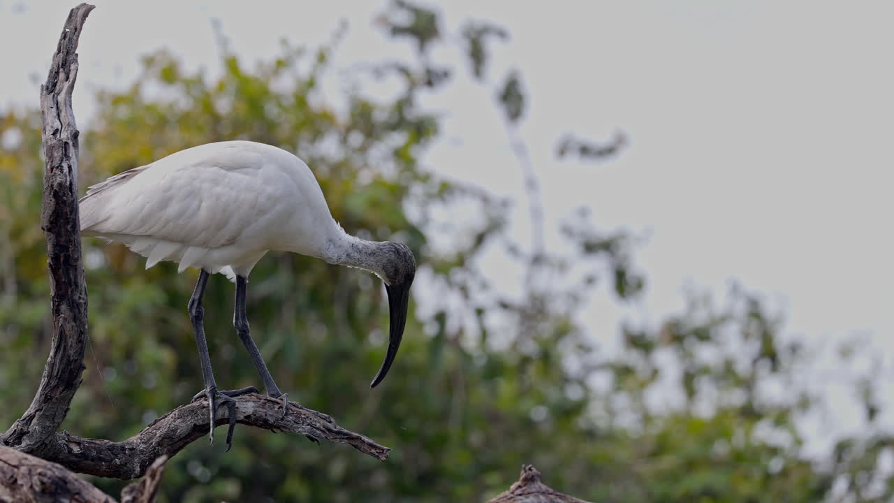 A black headed ibis sitting on the tree branch and looking for food, Threskiornis melanocephalus, keoladeo bird sanctuary, India.