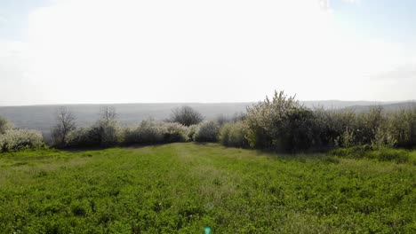 Meadows-With-Cherry-Trees-Against-Bright-Sky-During-Misty-Morning