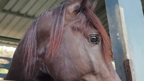 primer plano de la cabeza de un caballo en un establo