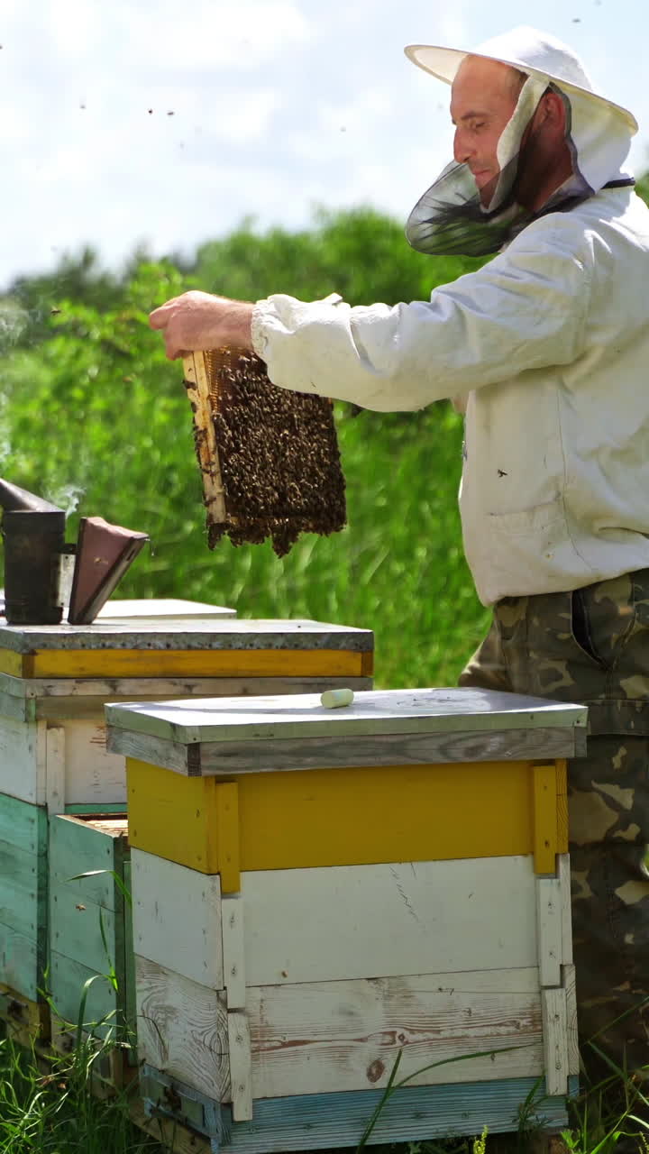 Apiarist among beehives. Professional beekeeper looking on bees in apiary on beautiful nature background in summer. Beekeeping concept. Vertical video