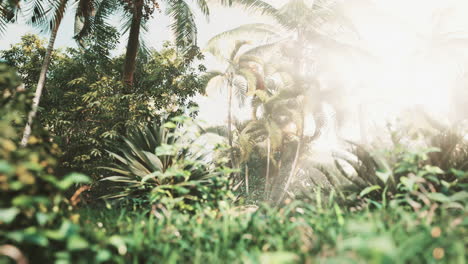 tropical garden with palm trees in sun rays