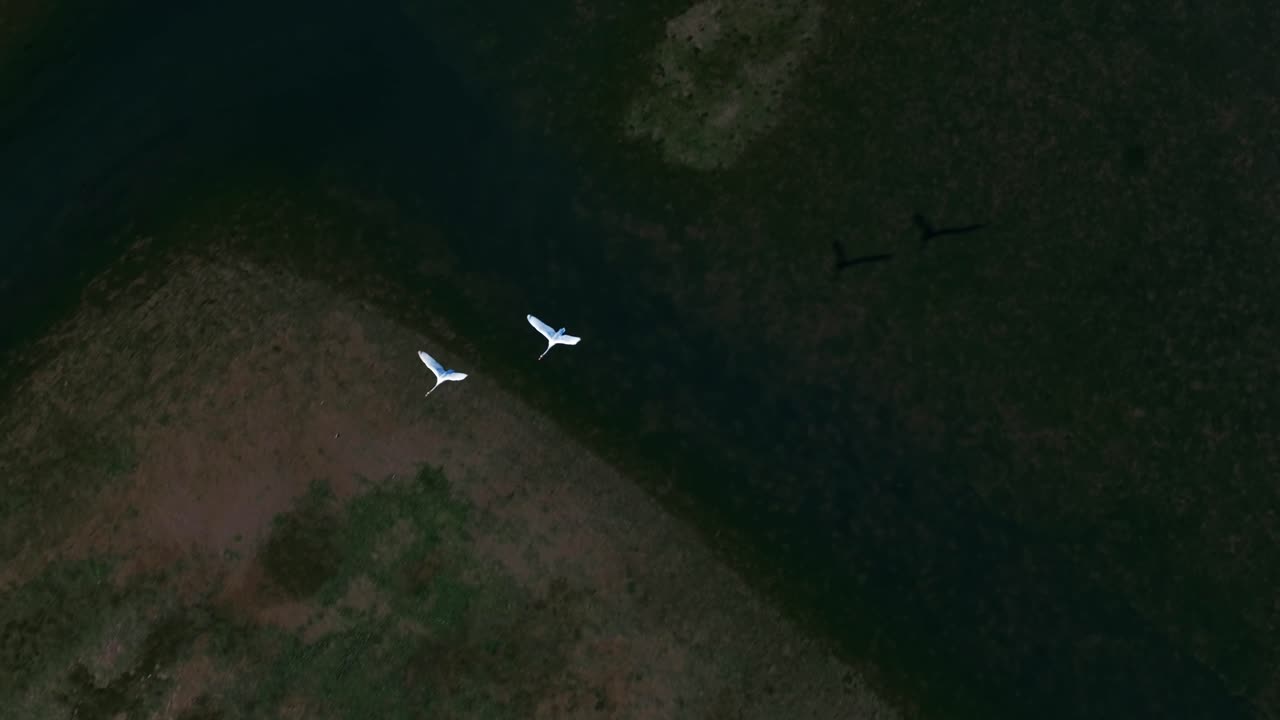 Birds Flying Over Wetlands