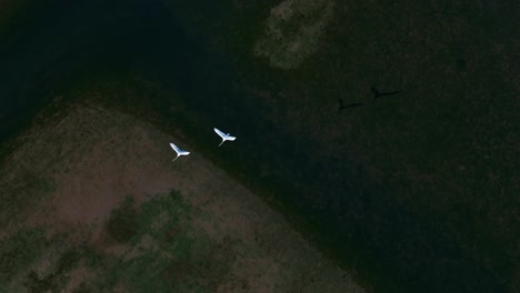 birds flying over wetlands