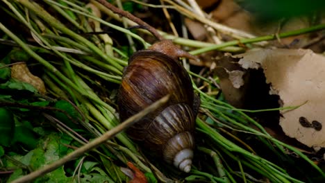 large giant african land snail with brown conical shell, invasive species, herbivore feeding on compost heap of decaying vegetable plant matter in southeast asia