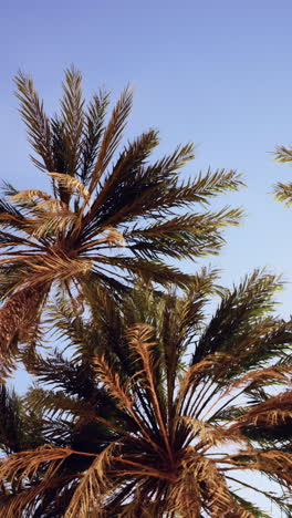 palmeras contra un cielo azul