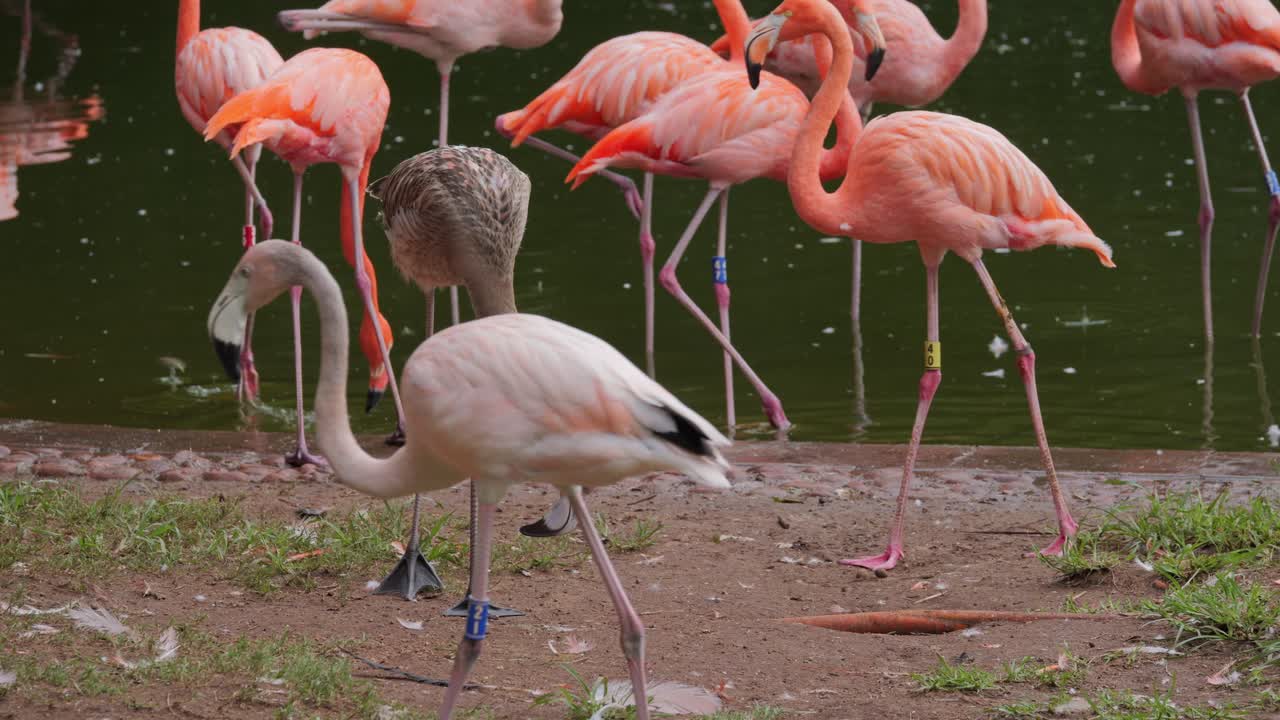Flamingos walking near water, showcasing a mix of American and Chilean species in South Africa