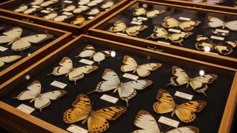 a fascinating collection of preserved butterflies displayed in elegant shadow boxes showcasing their diverse colors, patterns, and unique structures for educational purposes