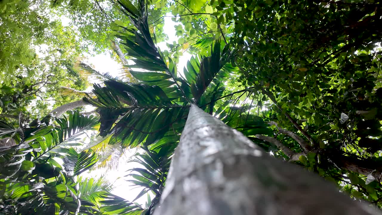 Sunlight is illuminating a lush green palm tree canopy as seen from the forest floor