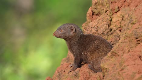 cute brown dwarf mongoose on termite mound, slomo, close up