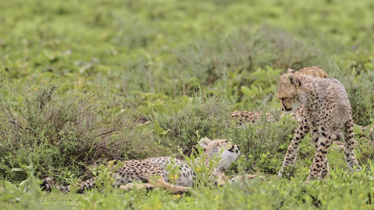 Cheetah Cubs Playing in Tanzania in Africa, Playful Cute Cheetahs and Baby Animals in Serengeti National Park on African Wildlife Safari Animals Game Drive with Rough and Tumble