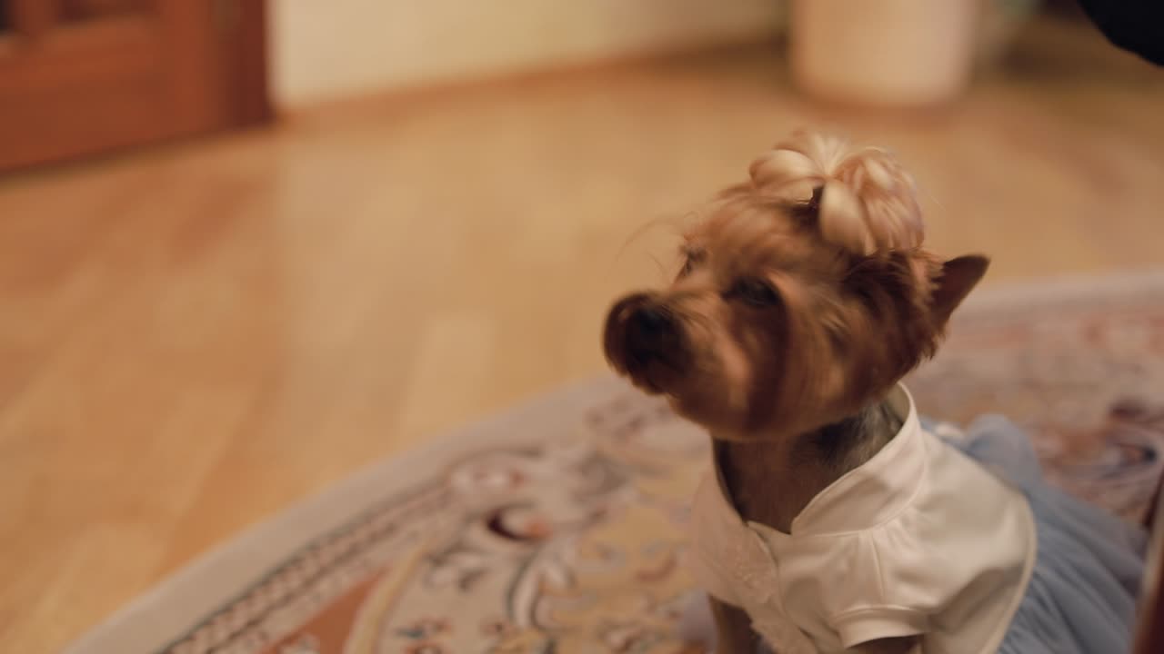 perro terrier con un vestido gracioso