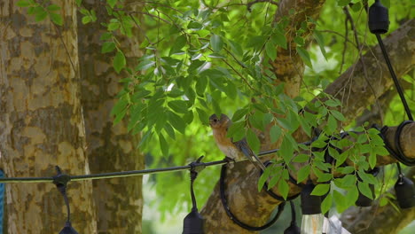 eastern bluebird female sitting on a string of unlit decorative lights