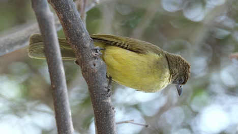 vertical - yellow-bellied greenbul perching on tree