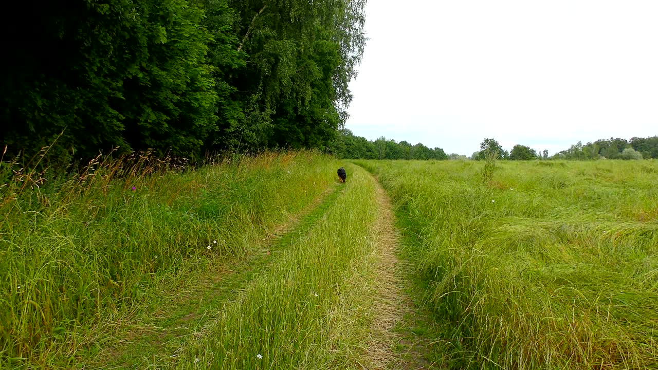 귀여운 수 개가 잔디에서 재미를 느끼고 있습니다.