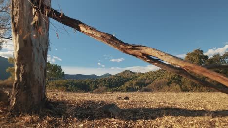 Movimiento-Hacia-Atrás-Entre-Los-árboles-En-El-Bosque