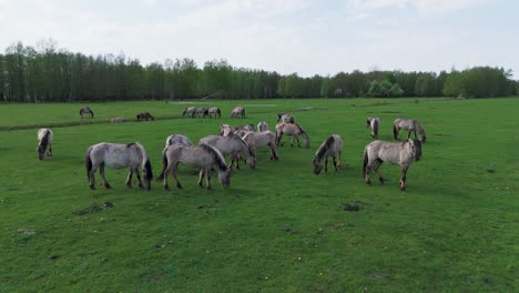 caballos salvajes y vacas auroxen corriendo en el campo del parque nacional de pope, letonia