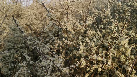 beautiful garden filled with blossoming white flowers at sunrise