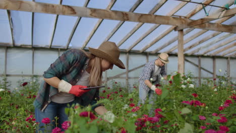 Worker-with-tablet-near-rose-in-greenhouse.-Two-Beautiful-young-smiling-girl-and-man-worker-with-tablet-near-rose-in-greenhouse.-Concept