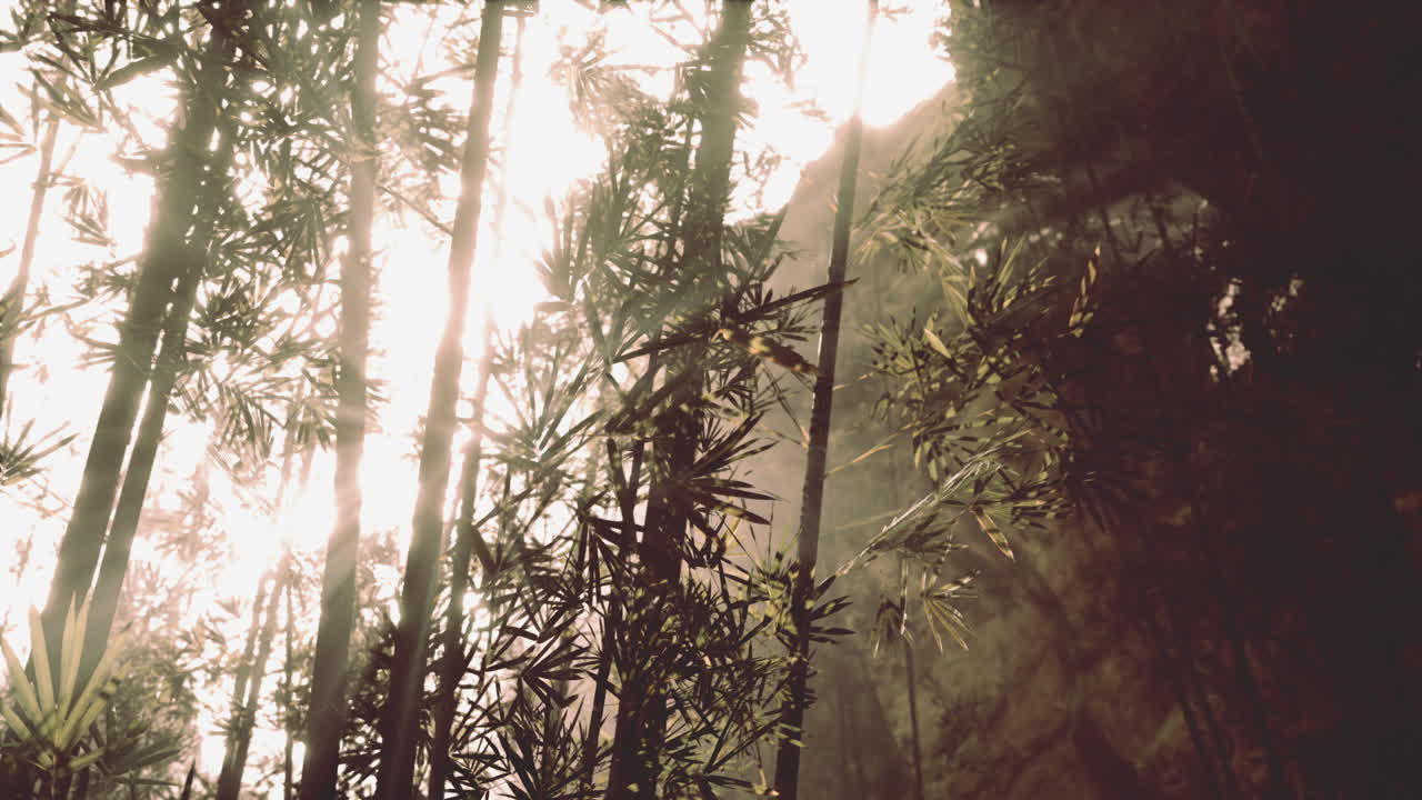 rayos de sol a través de un bosque de bambú