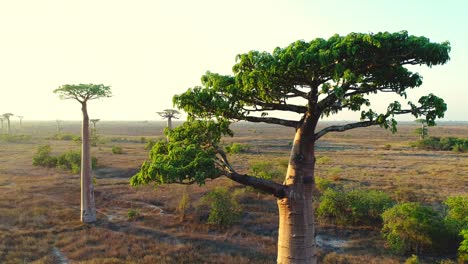 girando alrededor de la corona verde del árbol de baobab