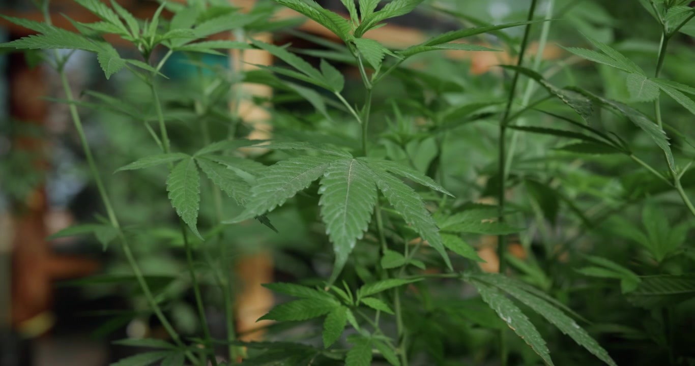 Nærbilde av grønne cannabisblader som vokser i et drivhus