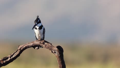 Schwarz-weißer-Eisvogel-Sitzt-Auf-Einem-Ast-Mit-Blick-Auf-Den-Teich