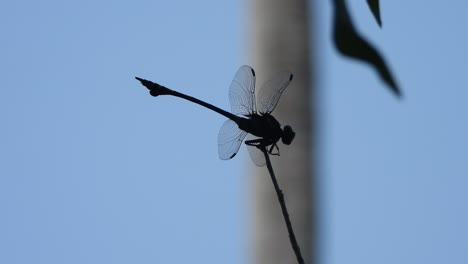la libélula tigre en los ojos de palo