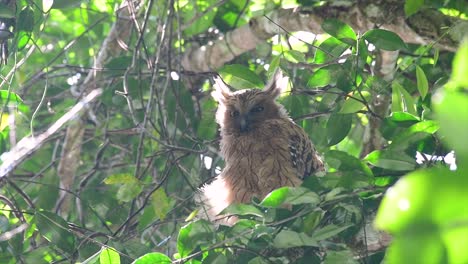 Die-Buffy-Fish-Owl-Ist-Eine-Große-Eule-Und-Doch-Die-Kleinste-Unter-Den-Vier-Fischeulen