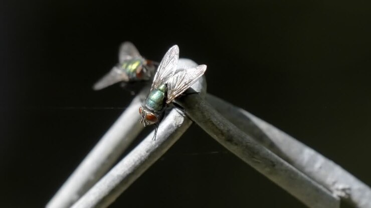Mosca domestica blu-verde metallizzata con sfondo scuro a contrasto