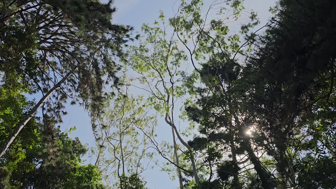 vista de abajo hacia arriba del frondoso follaje verde de los árboles con la luz del sol