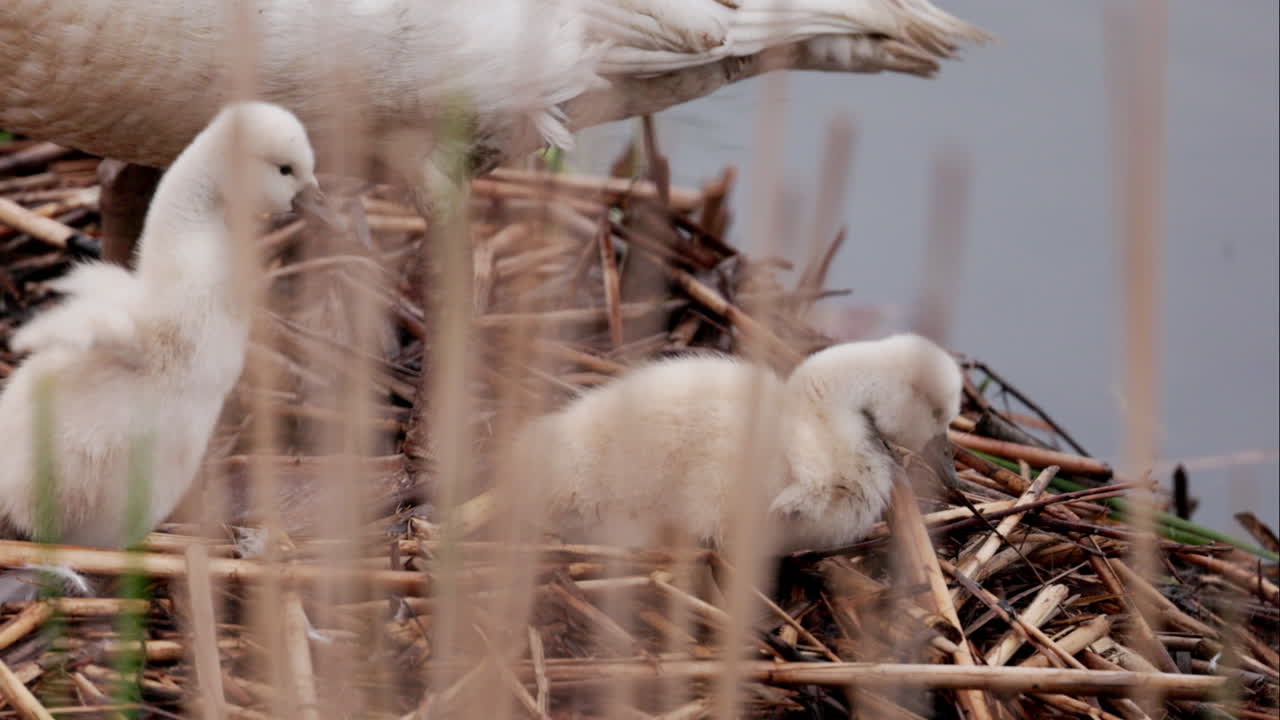 A protective swan mother watching over her baby swans in the nest.