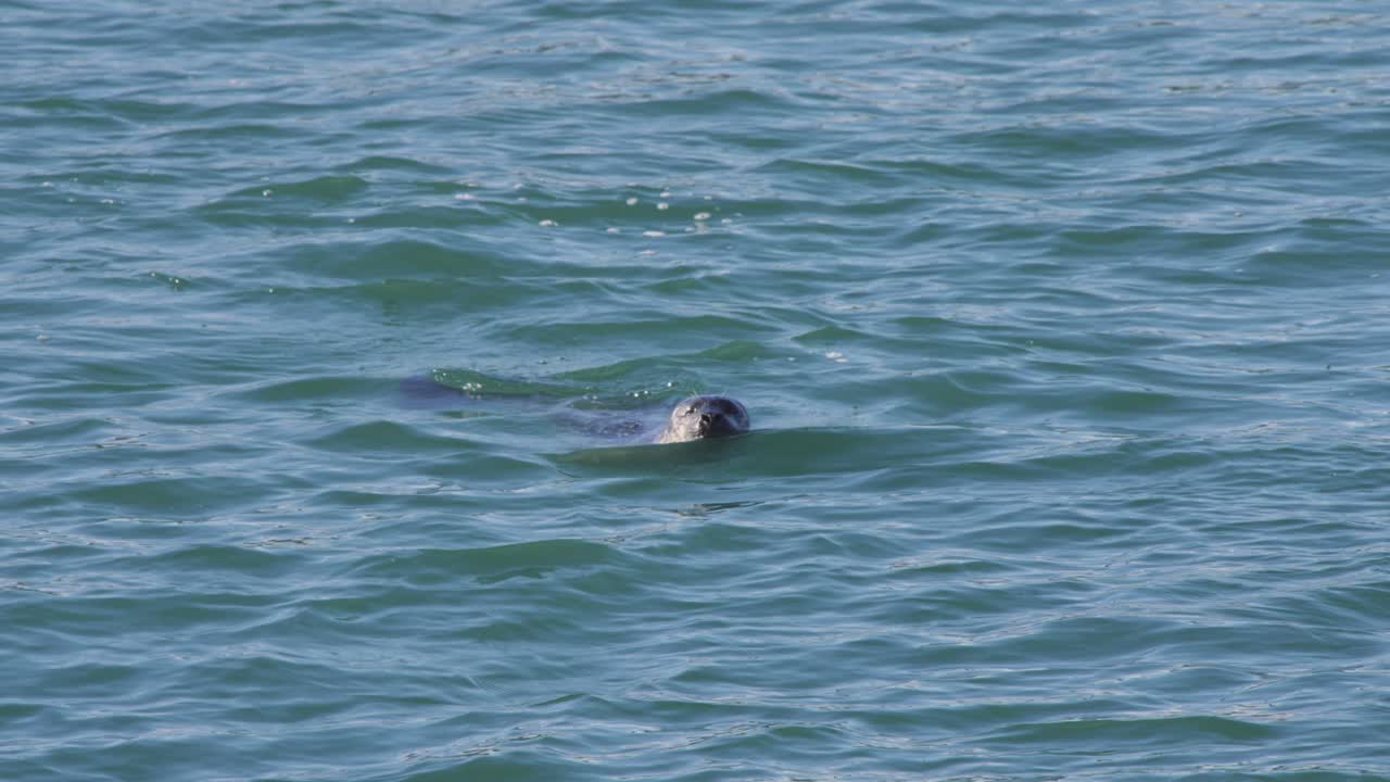 바 ⁇ 물 에서 수영 하고 수중 에서 다이빙 하는 항구 해파리, 아이슬란드
