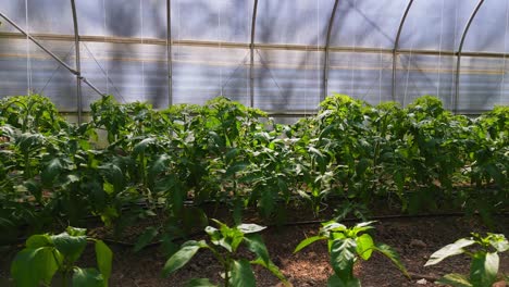 Plantas-De-Tomate-Que-Crecen-En-Tiro-De-Paralaje-De-Invernadero-De-Túnel-Alto