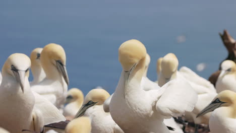 Experience-the-enchanting-world-of-Northern-Gannet-birds-as-they-exhibit-their-natural-behavior-in-stunning-4K-slow-motion