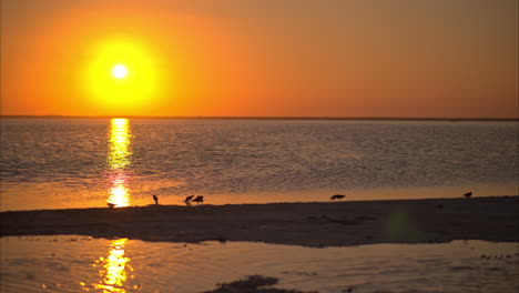 Puesta-De-Sol-En-Una-Laguna-En-Cancun-Mexico-Con-Pájaros-Alimentándose-En-Las-Aguas-Poco-Profundas-Cerca-De-Un-Banco-De-Arena