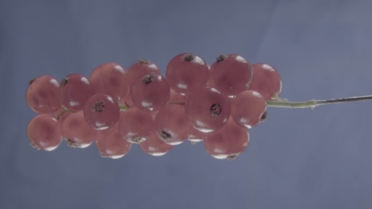 크로마 키를 위한 푸키아 스크린에 루프로 회전하는 은 크로란트