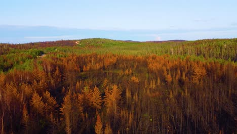 Árboles-Secos-Y-Quemados-En-El-Bosque-Después-De-Un-Devastador-Incendio-Forestal-En-Quebec,-Canadá.