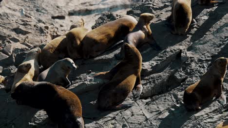 closeup of south american sea lions on the sea lions island in beagle channel