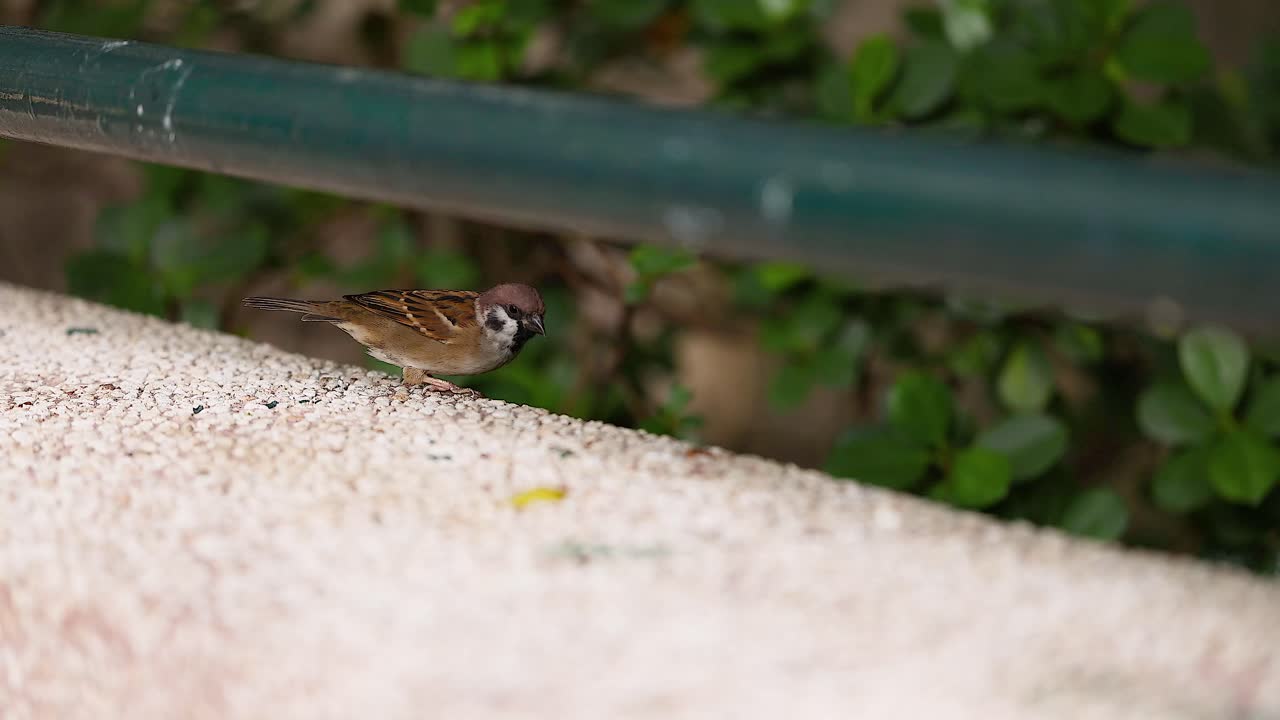 콘크리트를 먹는 새끼새