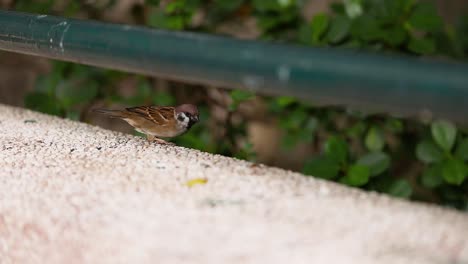 sparrow eating on concrete