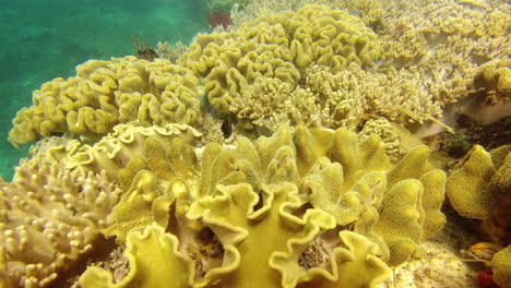 We&#039;re just finding our way through the corals