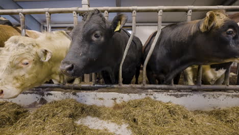 domesticated cattle at feeding trough