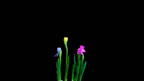 time lapse shooting of the growth and flowering of a bouquet of blue and yellow daffodils on a black background, 4k video. beautiful unusual flowers.